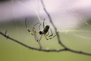 Spiders in their webs in trees