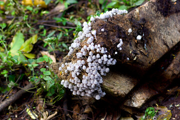 Tree trunk with fungus found in the forest