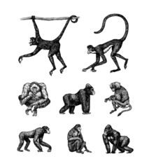 Bonobo or chimpanzee, Western gorilla , Orangutan in vintage style. Colombian capuchin Proboscis monkey. Spider monkey or Southern muriqui . Hand drawn engraved sketch in woodcut style.  © artbalitskiy