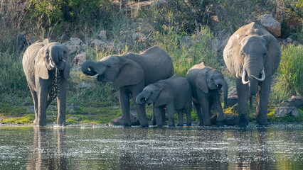 Elephant family at the waterhole near Letaba Rest camp in Kruger national Park, South Africa © Matthew
