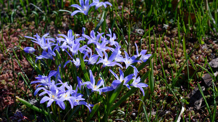 Fototapeta premium Closeup of blooming blue scilla luciliae flowers. First charming pale blue spring flowers. Fragile bulbous plant.
