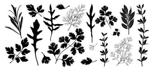 Fototapeta na wymiar Fragrant condiments. Set of black silhouettes of fragrant herbs: rosemary, parsley, arugula, coriander, cilantro, dill, thyme, bay leaf. Vector illustration isolated on white background.