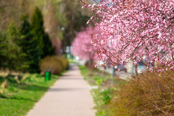 Spring alley of blossom pink cherry trees.
