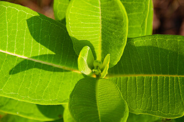 Young milkweed in the sunlight