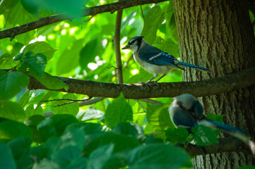 Blue Jays on a branch