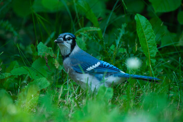 Blue Jay on grass