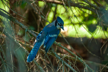 Blue Jay on a branch