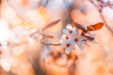 Blooming branch with white flowers and buds close-up. Spring background with blurred sky, bokeh sunset rays of the sun. Romantic, love floral nature template. Dreamy, fantasy natural inspiration