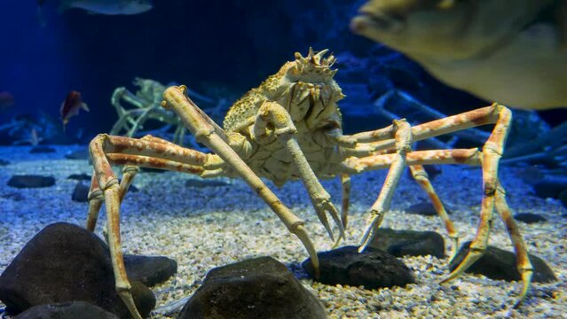The giant Japanese spider crab under the water. High quality 4k footage