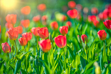 Beautiful bouquet of red tulips in spring nature closeup for card design and web template. Tranquil city park, garden with blooming romantic flowers. Summer floral landscape, sunny petals, rays, beams