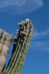 Looking up at two branches on a Mexican Giant Cardon, pachycereus pringlei, one alive with flower buds and small white flowers, the other dead and broken off at the top.