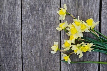 Yellow daffodils on a wooden background. Stylish flowers top view. Space for copy and space for messages. Background for mother's day. Spring flowers and gardening concept