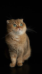 Portrait of scottish fold cat with green eyes close - up space for text on a black background