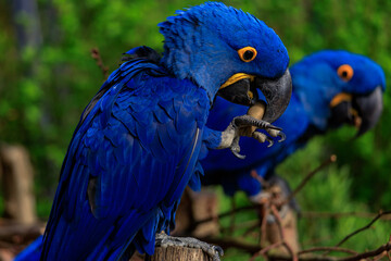 blue and yellow macaw