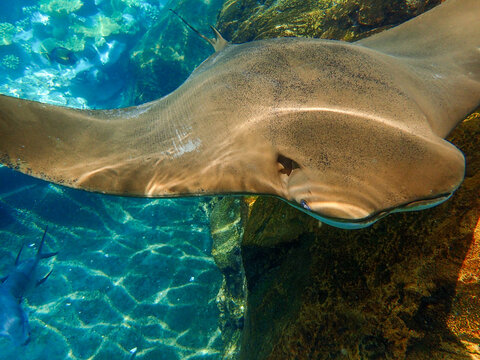 Cownose Ray Swimming Over Coral Reef, Stingray