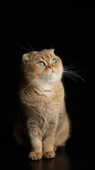 Portrait of scottish fold cat with green eyes close - up space for text on a black background