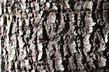Bark texture of large pines And there's light coming in from the side.