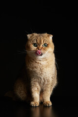 Fototapeta na wymiar Portrait of hungry scottish fold cat with green eyes licking with tongue close - up space for text on a black background