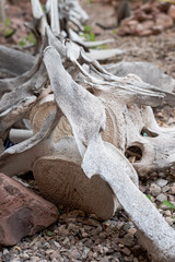 Whale vertebrae used for landscaping, San Carlos, Sonora, Mexico.
