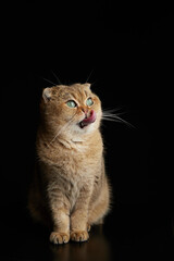 Portrait of hungry scottish fold cat with green eyes licking with tongue close - up space for text on a black background