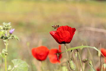 Close-up of wild bright red poppy flowers against the background of green meadow. Bee collects pollen from poppy flower. Selective focus, blurred background.