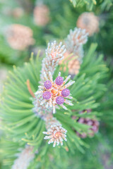 bourgeon de pins en fleur