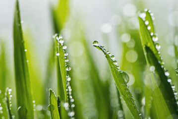 Fototapeta na wymiar macro wet spring green grass background with dew. natural beautiful water drop on leaf in sunlight, image of purity and freshness of nature, copy space. ecology, fresh wallpaper concept.