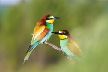 birds of paradise bee-eaters among spring greenery