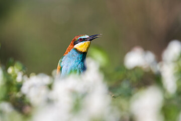 colorful bee-eater bird sings among flowers in spring