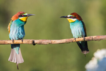 two spring colorful birds on a branch