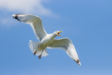 white seagull in a peaceful blue sky opened its wings