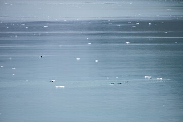 River otters swimming in the ocean, Alaska, USA