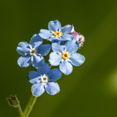 fleurs bleues © Dominique