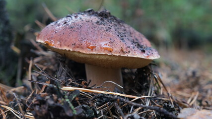  mushroom. autumn.