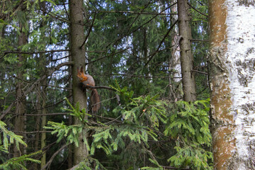 Squirrel sitting on a tree. High quality photo