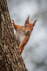 A red squirrel with its ear tufts  peeking from behind a tree trunk looking at the camera
