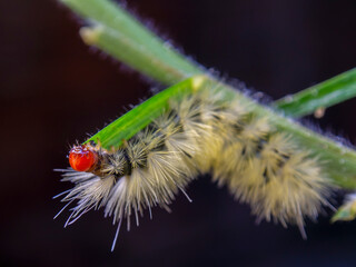 Macro photography of a fury red headed caterpillar feeding on a spade of grass. Captured in a...
