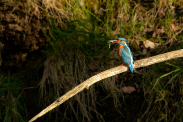 kingfisher with fish