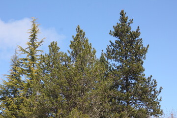Pines, firs, cedars in the North American taipa forest with blue skies.