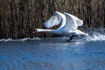 Fototapeta premium mute swan