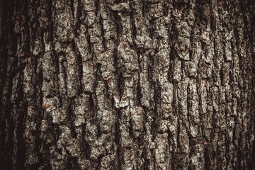 Obraz premium Brown oak tree bark background, close-up. Relief natural texture of oak bark for publication, screensaver, wallpaper, postcard, poster, banner, cover, website, post. High quality photo