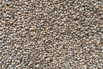 marijuana grain macro photo. Legalization of cannabis cultivation worldwide.