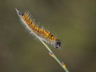 Caterpillar in its natural environment.