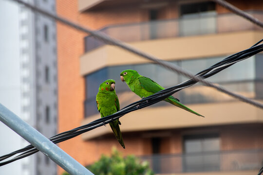 Two green maritaca parrots sitting on the wires with the urban background 