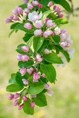Apple tree branch with pink and white flowers in spring