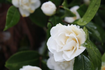 The white flowers are soaked with rain and snow after the snow falls.