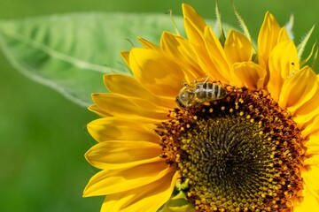 Honey bee or bees on sunflower. Czech Republic