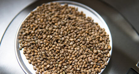 marijuana grain macro photo. Legalization of cannabis cultivation worldwide.