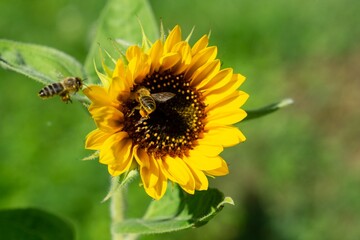 Honey bee or bees on sunflower. Czech Republic