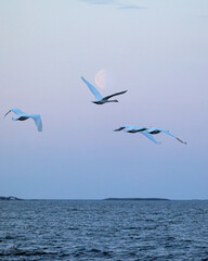 Fototapeta premium swans
